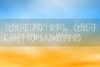 仓鼠可以喝牛奶吗，仓鼠可以喝牛奶吗人喝的牛奶