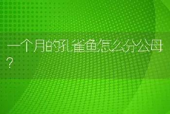 一个月的孔雀鱼怎么分公母？