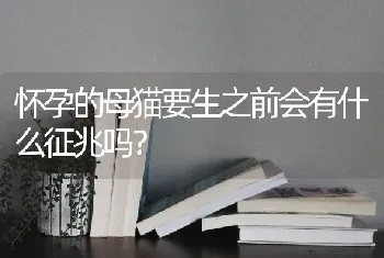 怀孕的母猫要生之前会有什么征兆吗？