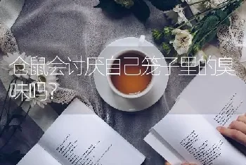 仓鼠会讨厌自己笼子里的臭味吗？