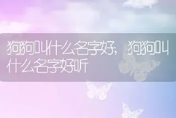 狗狗叫什么名字好，狗狗叫什么名字好听