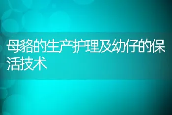 母貉的生产护理及幼仔的保活技术