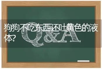 狗狗不吃东西还吐黄色的液体？