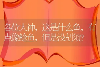 各位大神，这是什么鱼