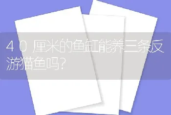 40厘米的鱼缸能养三条反游猫鱼吗？