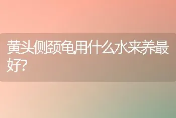 黄头侧颈龟用什么水来养最好？