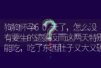 狗狗怀孕60天了，怎么没有要生的迹象反而这两天特别能吃，吃了东西肚子又大又硬这是怎么回事呢？