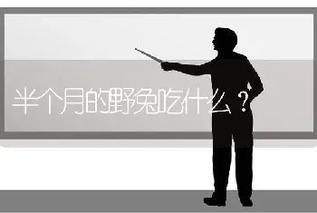 半个月的野兔吃什么？