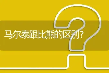 马尔泰跟比熊的区别？