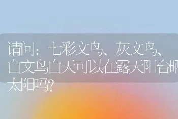 请问：七彩文鸟、灰文鸟、白文鸟白天可以在露天阳台晒太阳吗？
