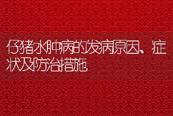 仔猪水肿病的发病原因、症状及防治措施