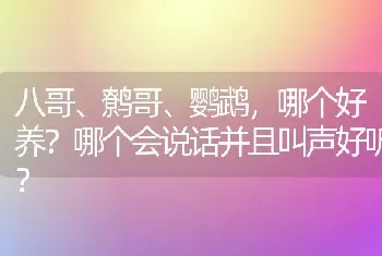 八哥、鹩哥、鹦鹉，哪个好养？哪个会说话并且叫声好听？