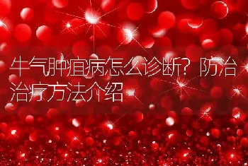 牛气肿疽病怎么诊断？防治治疗方法介绍