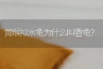 蓝猫好还是蓝白好？