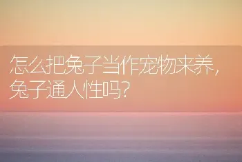 狗狗怀孕什么时候生，要做些什么？