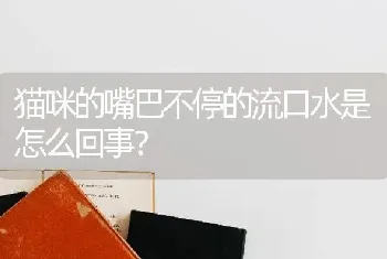 猫咪的嘴巴不停的流口水是怎么回事？