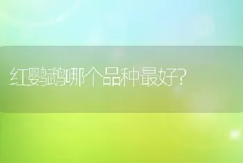 红鹦鹉哪个品种最好？