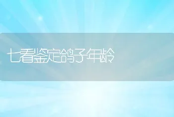 七看鉴定鸽子年龄