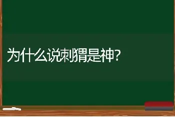 为什么说刺猬是神？