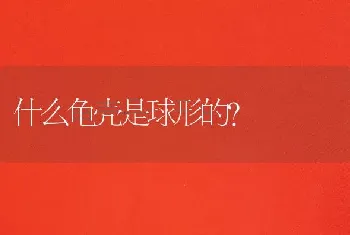 四个月的萨摩能长多大？