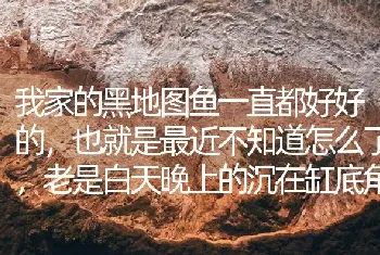 我家的黑地图鱼一直都好好的，也就是最近不知道怎么了