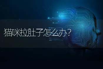 两只三个月的布偶怎么磨合？