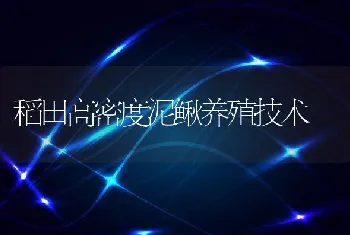 稻田高密度泥鳅养殖技术