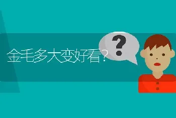 金毛多大变好看？