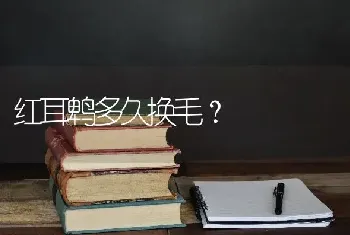 红耳鹎多久换毛？