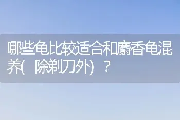 哪些龟比较适合和麝香龟混养(除剃刀外)？