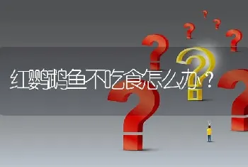 红鹦鹉鱼不吃食怎么办？