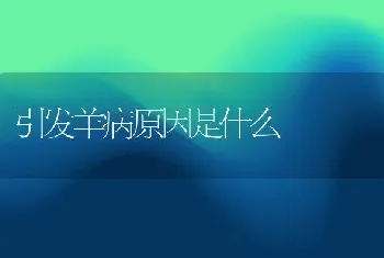 引发羊病原因是什么