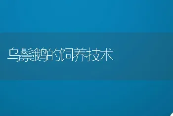 乌鬃鹅的饲养技术