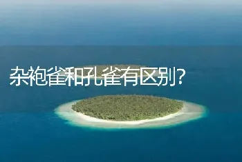 杂袍雀和孔雀有区别？