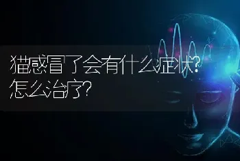 猫感冒了会有什么症状? 怎么治疗？