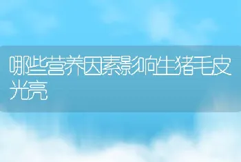 哪些营养因素影响生猪毛皮光亮