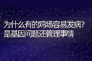 为什么有的鸡场容易发病？是基因问题还管理事情