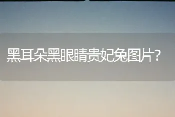 黑耳朵黑眼睛贵妃兔图片？