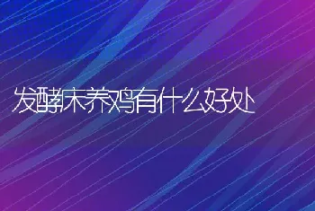 发酵床养鸡有什么好处