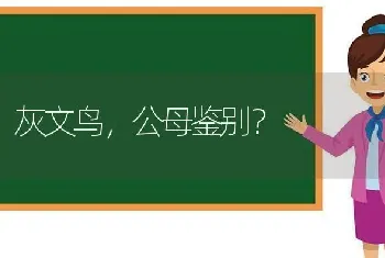 灰文鸟，公母鉴别？