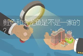 鲤鱼和金龙鱼是不是一家的？