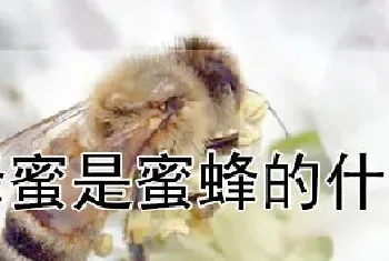 蜂蜜是蜜蜂的什么