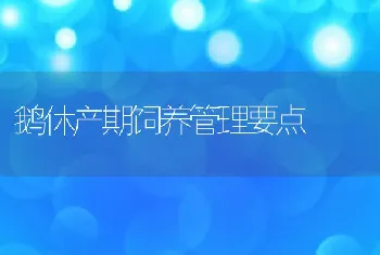 鹅休产期饲养管理要点