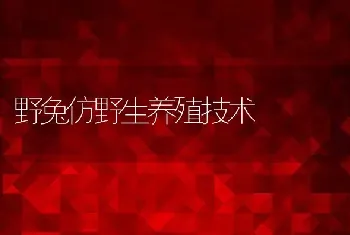 野兔仿野生养殖技术