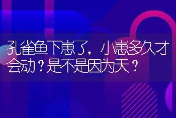 孔雀鱼下崽了，小崽多久才会动？是不是因为天？