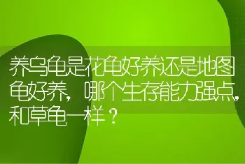 养乌龟是花龟好养还是地图龟好养，哪个生存能力强点，和草龟一样？