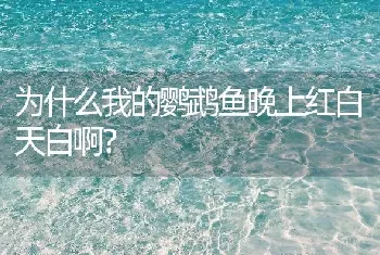 为什么我的鹦鹉鱼晚上红白天白啊？