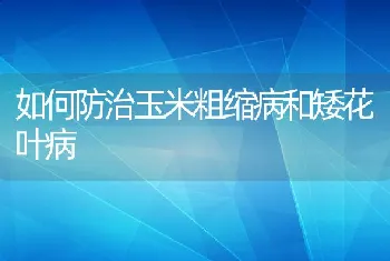 如何防治玉米粗缩病和矮花叶病