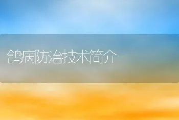 鸽病防治技术简介