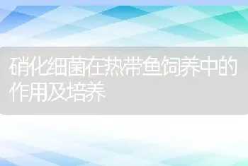 硝化细菌在热带鱼饲养中的作用及培养